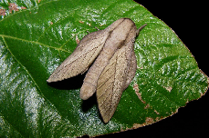 FIGURE 2b FIGURE 2b